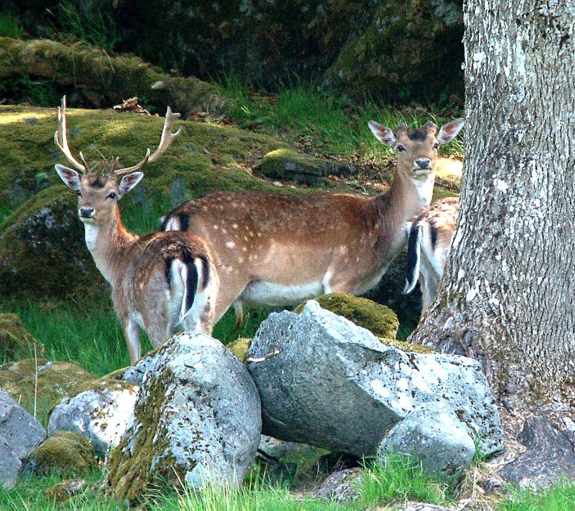 Dåhjort